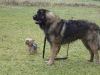018_090105_ganz_groser_und_ganz_kleiner_hund_i.dly6ghtgc3s44wg4s484ogc0g.ccxgvsvssw00kkwokcs44g48o.th