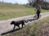 2011-04-03_zughunde_leila_2